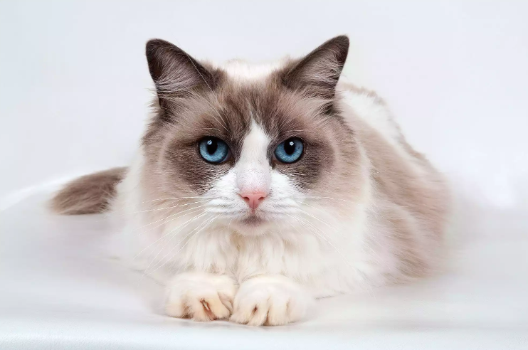 Persian Cat