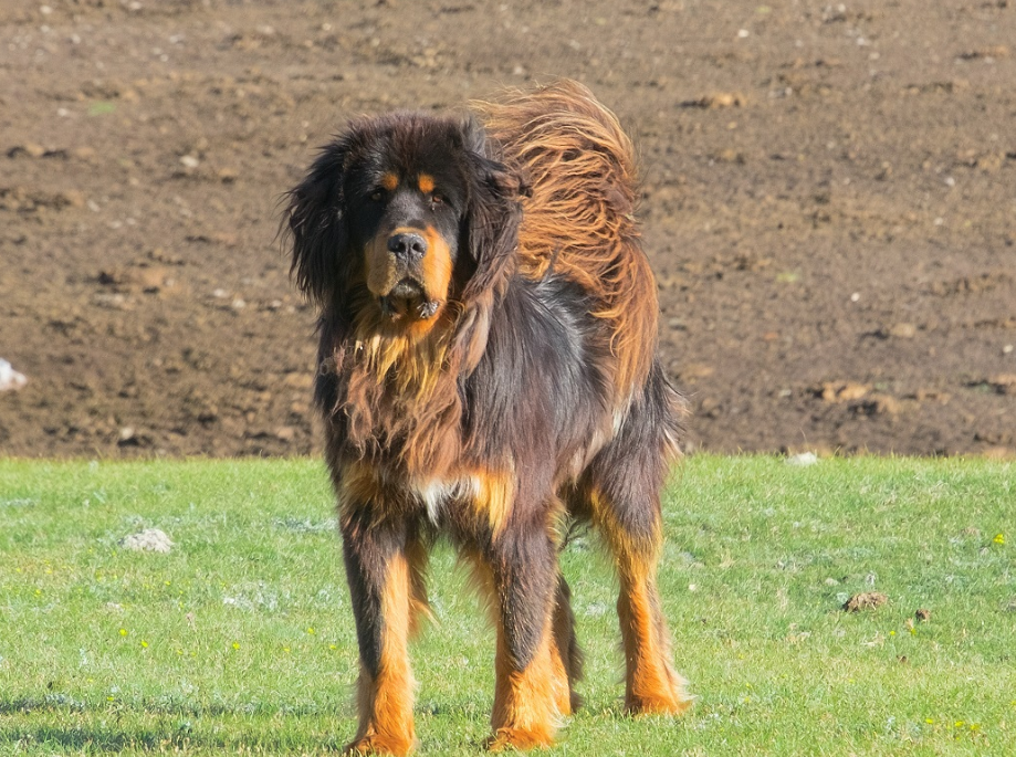 Happy family with dog